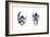 Human and Orang-Utan Skulls, 1848-null-Framed Giclee Print