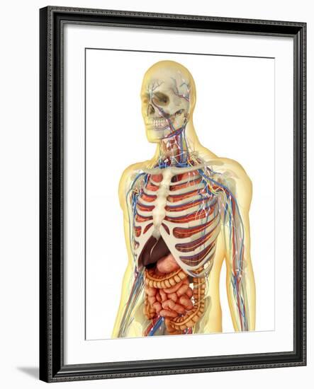Human Body with Internal Organs, Nervous System, Lymphatic System and Circulatory System-Stocktrek Images-Framed Art Print