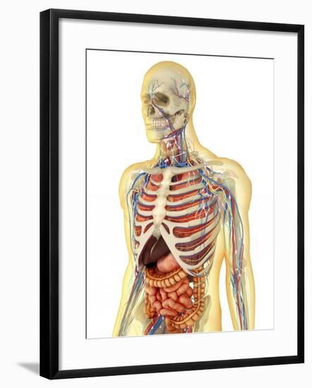 Human Body with Internal Organs, Nervous System, Lymphatic System and Circulatory System-Stocktrek Images-Framed Art Print