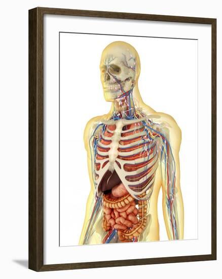 Human Body with Internal Organs, Nervous System, Lymphatic System and Circulatory System-Stocktrek Images-Framed Art Print