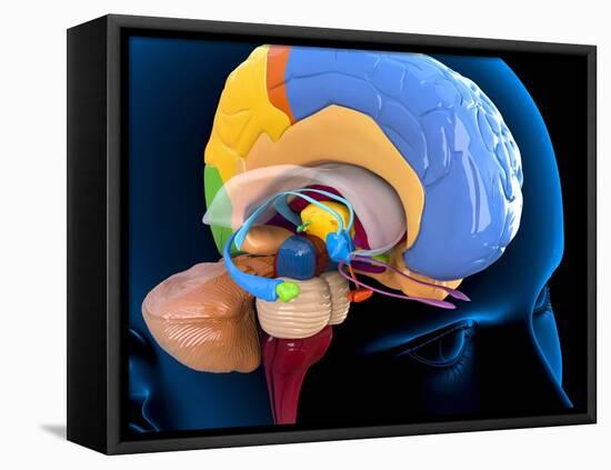 Human Brain Anatomy, Artwork-Roger Harris-Framed Premier Image Canvas