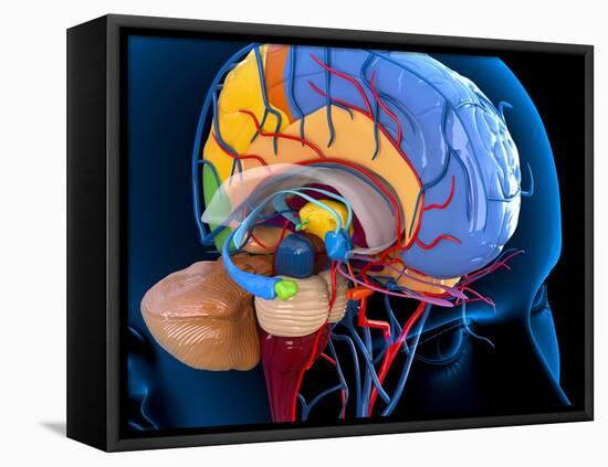 Human Brain Anatomy, Artwork-Roger Harris-Framed Premier Image Canvas