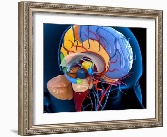 Human Brain Anatomy, Artwork-Roger Harris-Framed Photographic Print