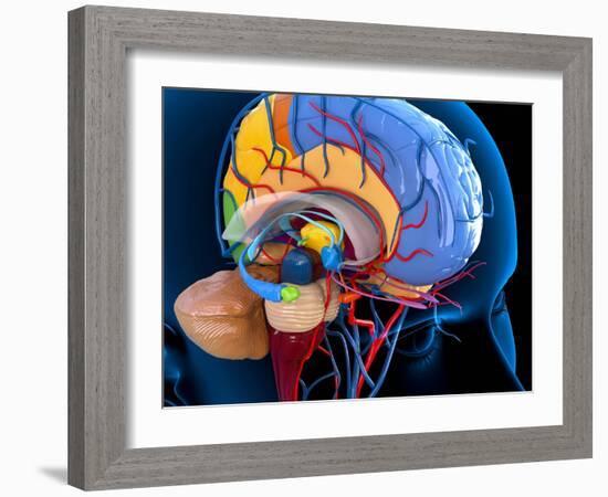 Human Brain Anatomy, Artwork-Roger Harris-Framed Photographic Print