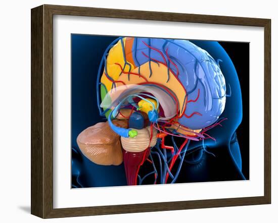 Human Brain Anatomy, Artwork-Roger Harris-Framed Photographic Print