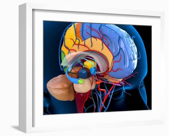 Human Brain Anatomy, Artwork-Roger Harris-Framed Photographic Print