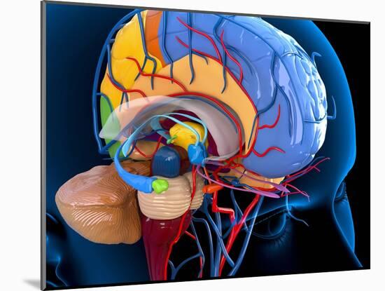 Human Brain Anatomy, Artwork-Roger Harris-Mounted Photographic Print