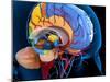 Human Brain Anatomy, Artwork-Roger Harris-Mounted Photographic Print