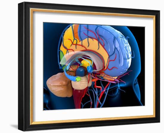 Human Brain Anatomy, Artwork-Roger Harris-Framed Photographic Print