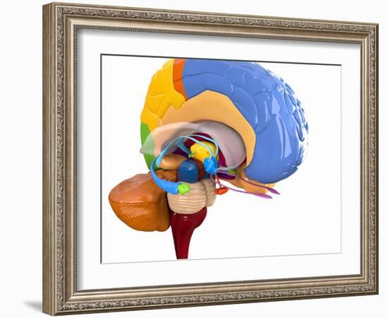 Human Brain Anatomy, Artwork-Roger Harris-Framed Photographic Print