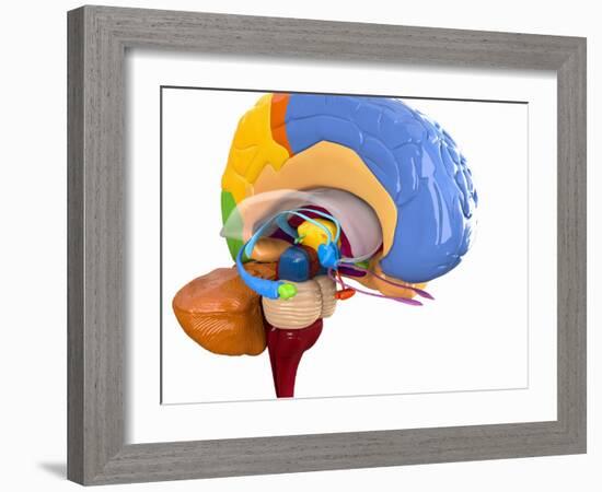 Human Brain Anatomy, Artwork-Roger Harris-Framed Photographic Print