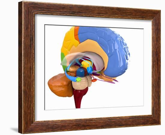 Human Brain Anatomy, Artwork-Roger Harris-Framed Photographic Print