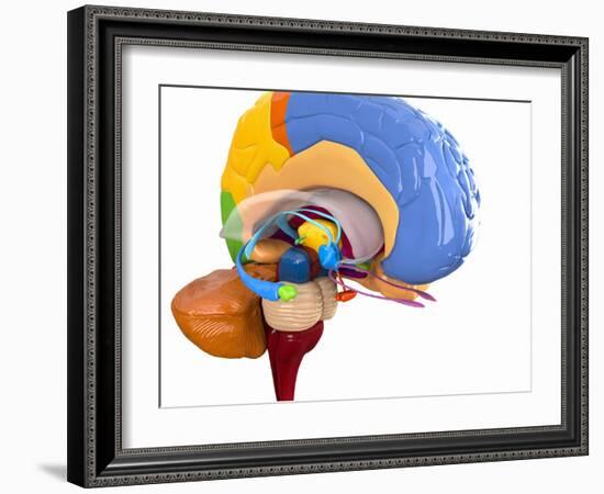 Human Brain Anatomy, Artwork-Roger Harris-Framed Photographic Print