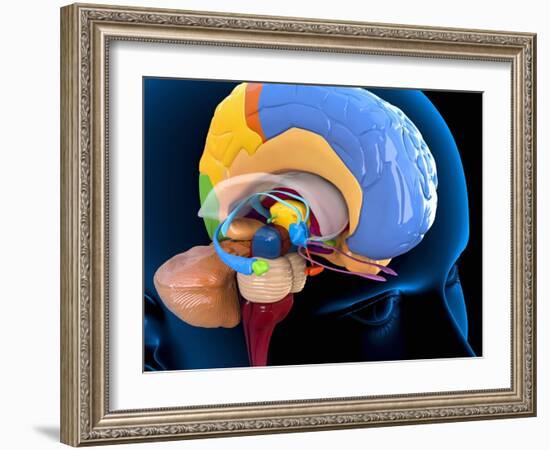 Human Brain Anatomy, Artwork-Roger Harris-Framed Photographic Print