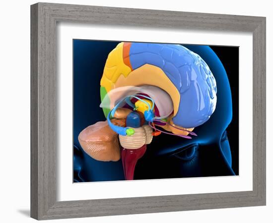 Human Brain Anatomy, Artwork-Roger Harris-Framed Photographic Print