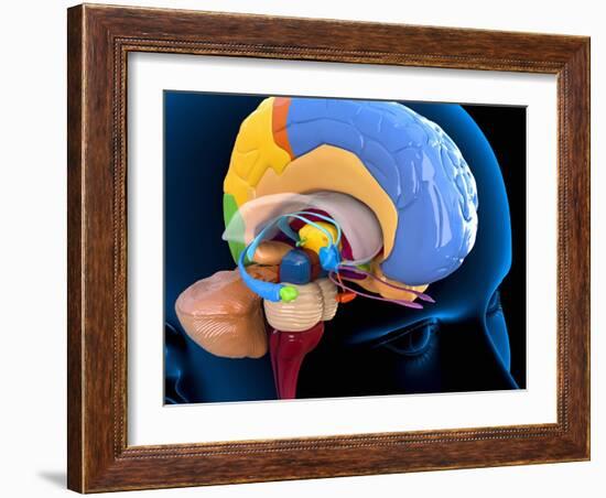 Human Brain Anatomy, Artwork-Roger Harris-Framed Photographic Print