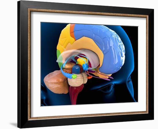 Human Brain Anatomy, Artwork-Roger Harris-Framed Photographic Print