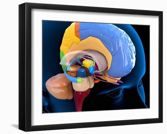 Human Brain Anatomy, Artwork-Roger Harris-Framed Photographic Print