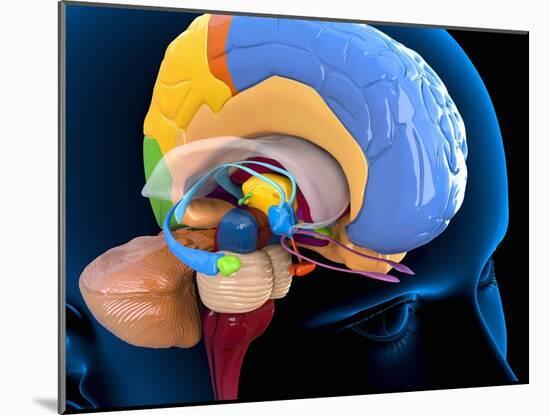 Human Brain Anatomy, Artwork-Roger Harris-Mounted Photographic Print