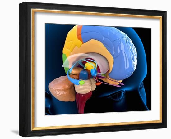 Human Brain Anatomy, Artwork-Roger Harris-Framed Photographic Print