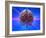 Human Brain And Beams of Light-Laguna Design-Framed Photographic Print