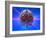 Human Brain And Beams of Light-Laguna Design-Framed Photographic Print