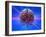 Human Brain And Beams of Light-Laguna Design-Framed Photographic Print