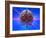 Human Brain And Beams of Light-Laguna Design-Framed Photographic Print