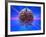 Human Brain And Beams of Light-Laguna Design-Framed Photographic Print