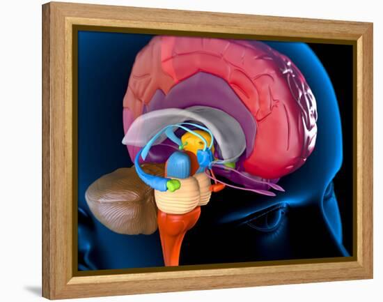 Human Brain, Artwork-Roger Harris-Framed Premier Image Canvas