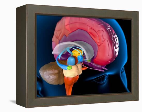 Human Brain, Artwork-Roger Harris-Framed Premier Image Canvas