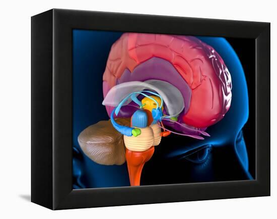 Human Brain, Artwork-Roger Harris-Framed Premier Image Canvas