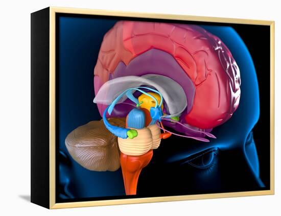 Human Brain, Artwork-Roger Harris-Framed Premier Image Canvas