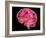 Human Brain, Artwork-Laguna Design-Framed Photographic Print