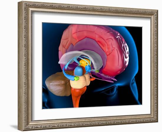 Human Brain, Artwork-Roger Harris-Framed Photographic Print