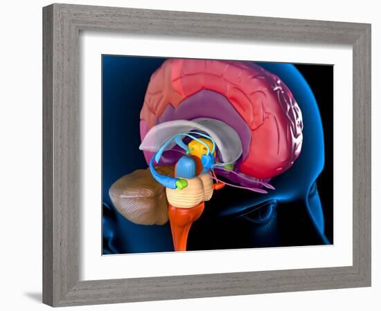 Human Brain, Artwork-Roger Harris-Framed Photographic Print