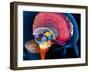 Human Brain, Artwork-Roger Harris-Framed Photographic Print