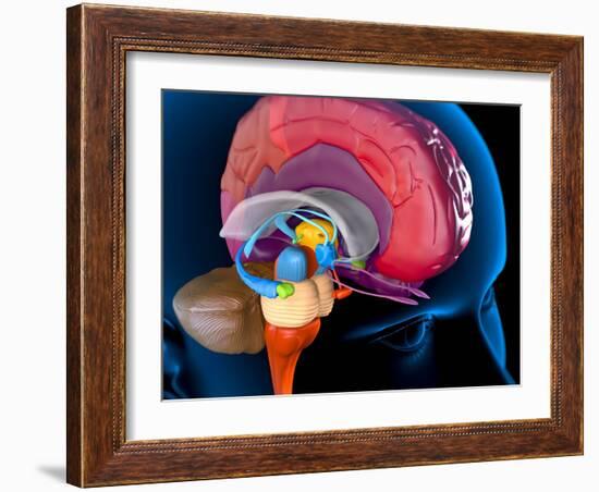 Human Brain, Artwork-Roger Harris-Framed Photographic Print