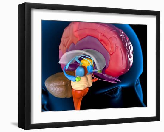 Human Brain, Artwork-Roger Harris-Framed Photographic Print