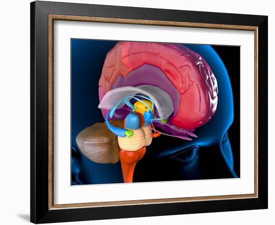 Human Brain, Artwork-Roger Harris-Framed Photographic Print