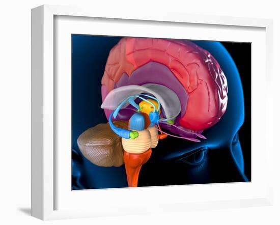 Human Brain, Artwork-Roger Harris-Framed Photographic Print