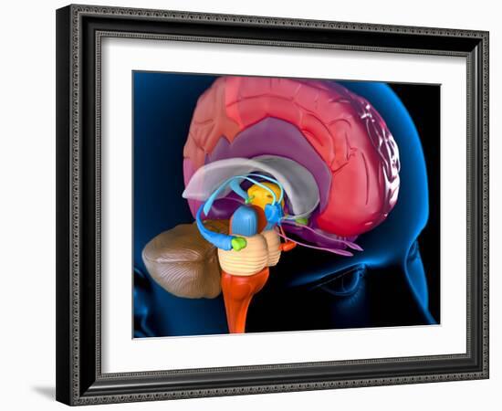 Human Brain, Artwork-Roger Harris-Framed Photographic Print