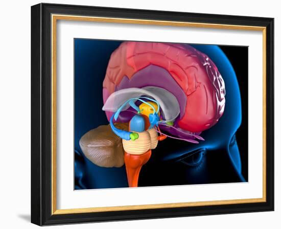 Human Brain, Artwork-Roger Harris-Framed Photographic Print