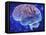 Human Brain, Computer Artwork-Mehau Kulyk-Framed Premier Image Canvas