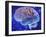 Human Brain, Computer Artwork-Mehau Kulyk-Framed Photographic Print