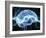 Human Brain, Conceptual Artwork-PASIEKA-Framed Photographic Print