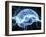 Human Brain, Conceptual Artwork-PASIEKA-Framed Photographic Print