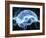 Human Brain, Conceptual Artwork-PASIEKA-Framed Photographic Print