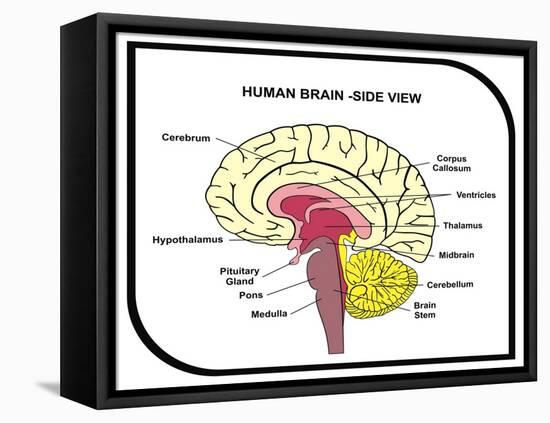 Human Brain Diagram-udaix-Framed Stretched Canvas