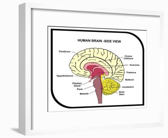 Human Brain Diagram-udaix-Framed Art Print